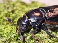 Nicrophorus germanicus Kopf Schwabe